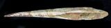 Nice Hybodus Shark Dorsal Spine - Cretaceous #23099-2